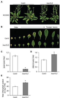 The Transcriptional Corepressor HOS15 Mediates Dark-Induced Leaf Senescence in Arabidopsis